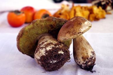 Al Nord i primi porcini dopo la siccità, al via raccolta estiva dei funghi spontanei