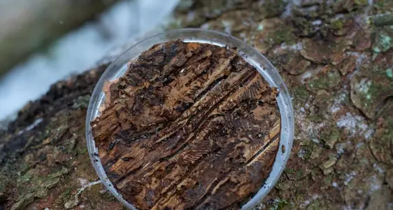 Bostrico, per combatterlo si punta sugli antagonisti naturali: ricerca Unibz-Eurac