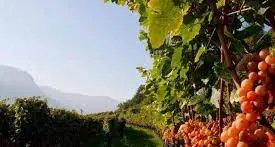 Vino: un milione di euro per il settore in Alto Adige