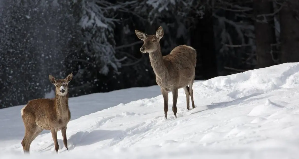 La Provincia di Bolzano agli escursionisti: “Non disturbate camosci e galliformi stremati dalla neve”