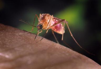 West Nile, anziano di 85 anni muore a Pavia