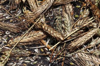Italmopa, export farine frumento tenero +14,8% in primo semestre, Usa traina crescita