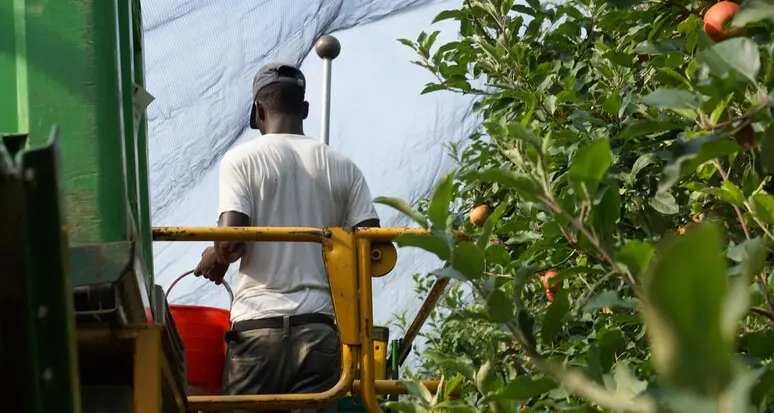 Il Rapporto su agromafie e caporalato punta l’indice contro Trento e Bolzano: 6mila lavoratori irregolari