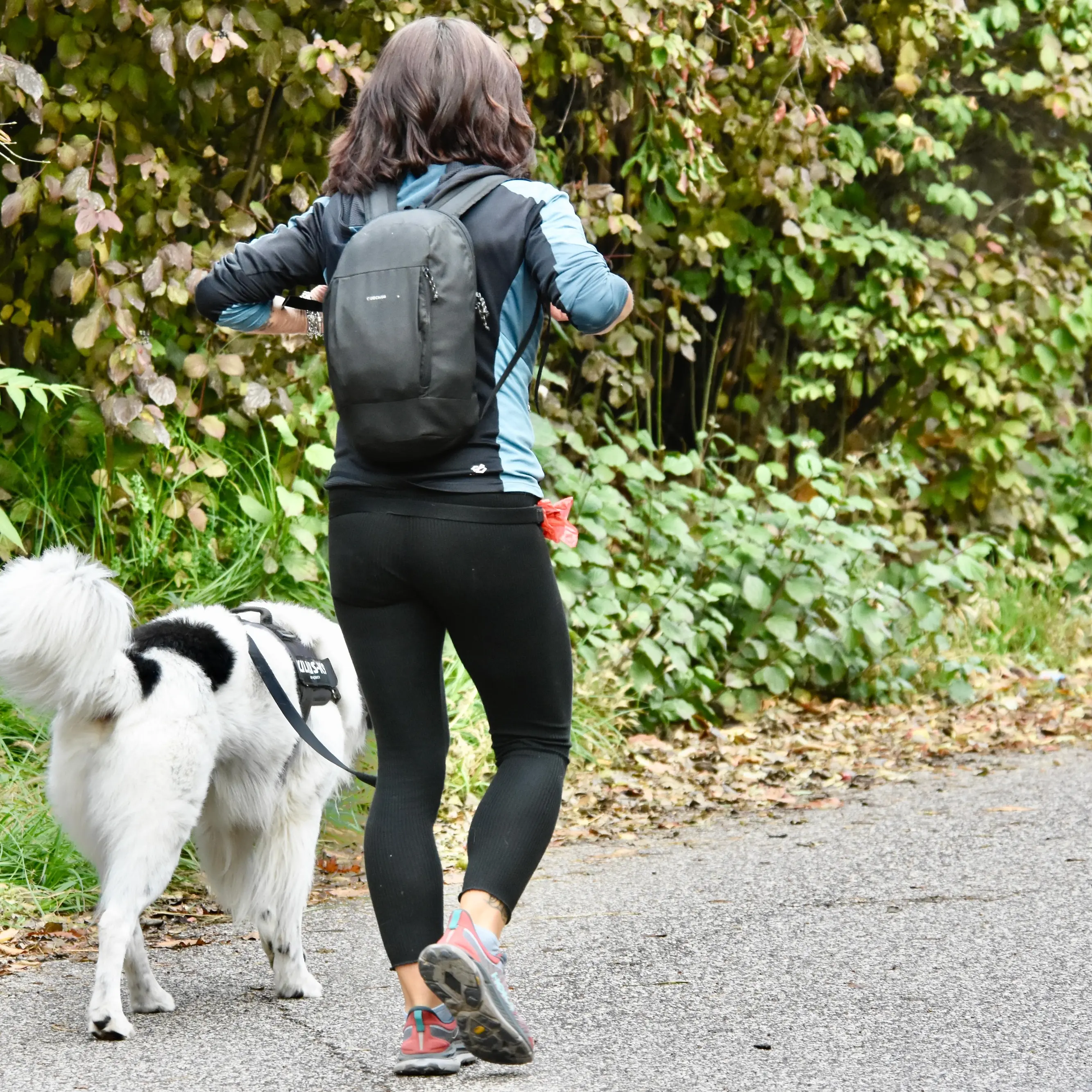 Dna cani, una petizione per chiedere il rimborso