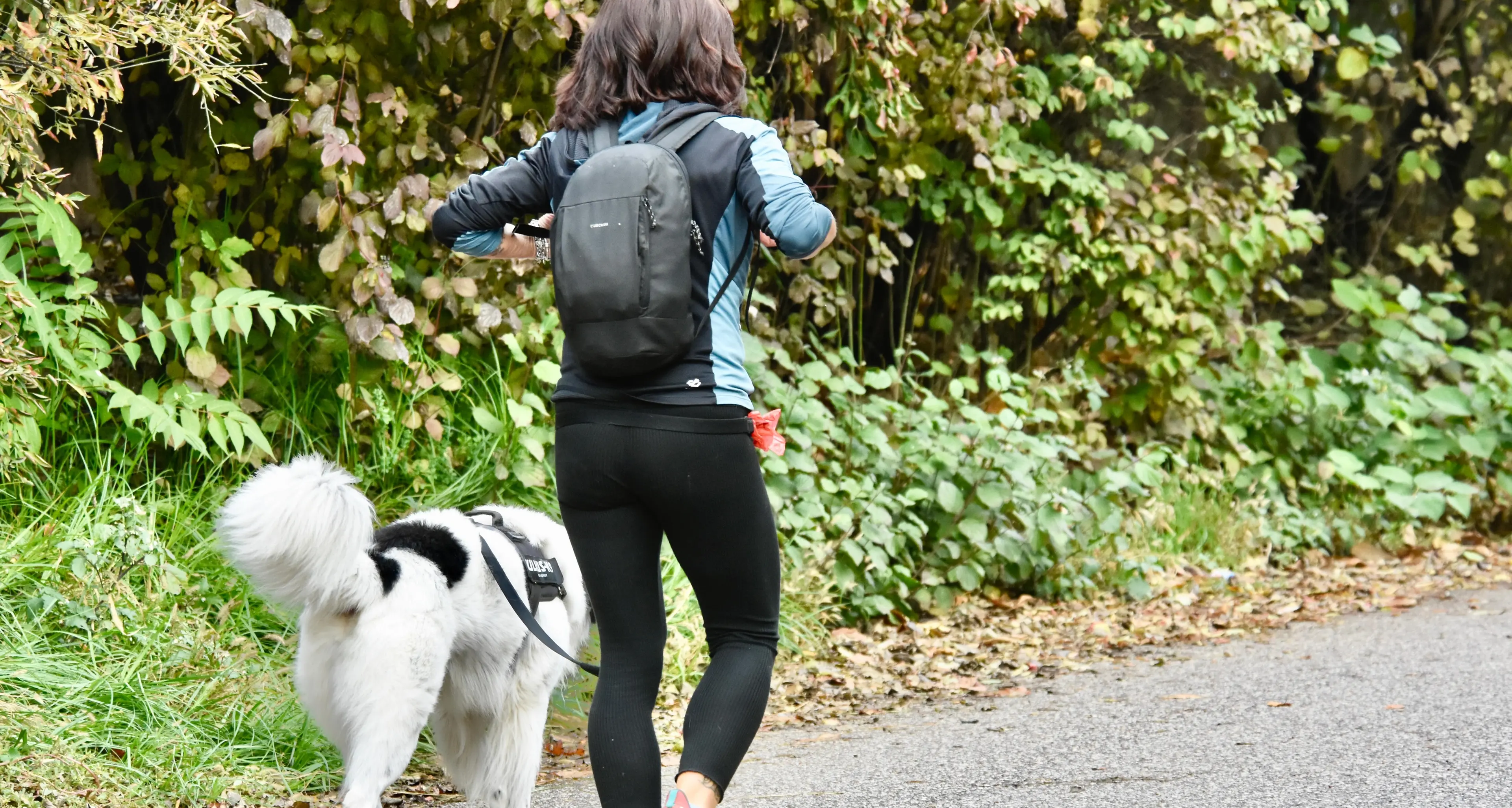 Dna cani, una petizione per chiedere il rimborso