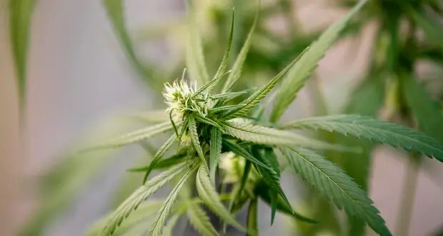 Cannabis terapeutica, il “no” della commissione al ddl di Team K e M5s