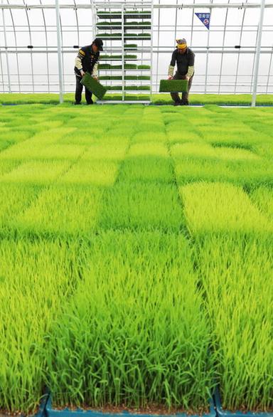 Mondo agricolo e della ricerca a Risò per tracciare il futuro della filiera