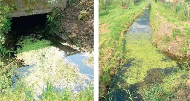 Acqua infestata da erbe e zanzare, proteste dei residenti a Sinigo
