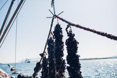 Moria di cozze in Emilia Romagna per il caldo, Sos dagli allevamenti
