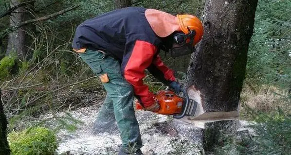 Cortaccia, operaio forestale colpito alla testa da un albero