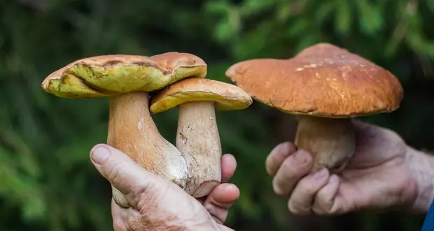 E’ stagione di funghi, in Provincia via alle consulenze gratuite micologiche sulla commestibilità