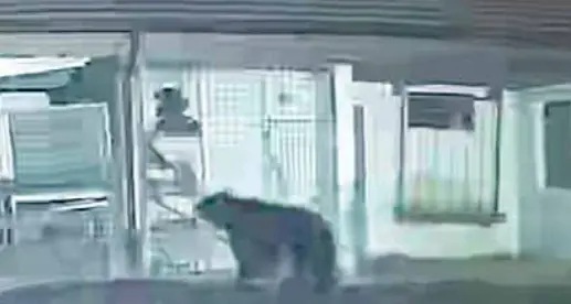 Doppia incursione dell’orso in val di Non: razziati conigli e galline