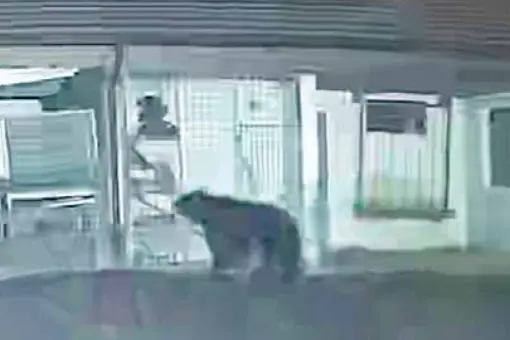 Doppia incursione dell’orso in val di Non: razziati conigli e galline