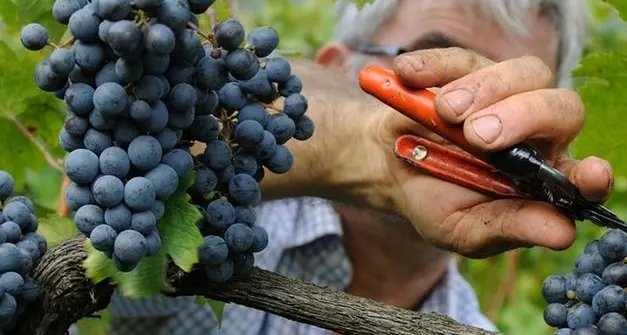 Vendemmia in Alto Adige, 5 mila i viticoltori impiegati su quasi 5.800 ettari di vigneti
