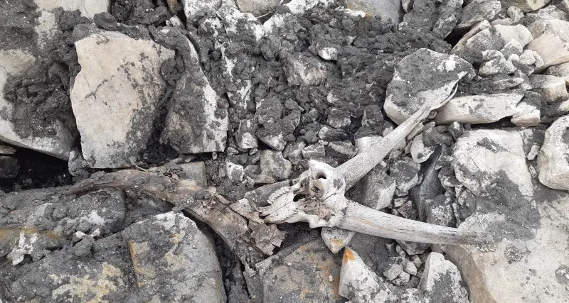 Risalgono al Neolitico le ossa di stambecco trovate a Cima Fiammante