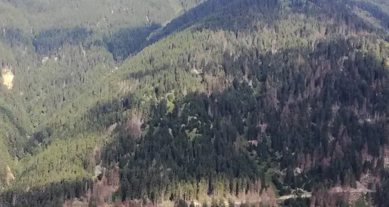 Boschi, la giunta stanzia ulteriori fondi per la lotta al bostrico in Alto Adige: colpiti oltre 500 ettari