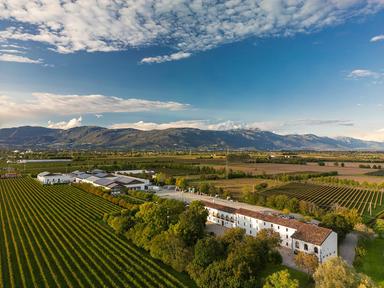 Vendemmia del prosecco, nel trevigiano si raccoglie ancora a mano