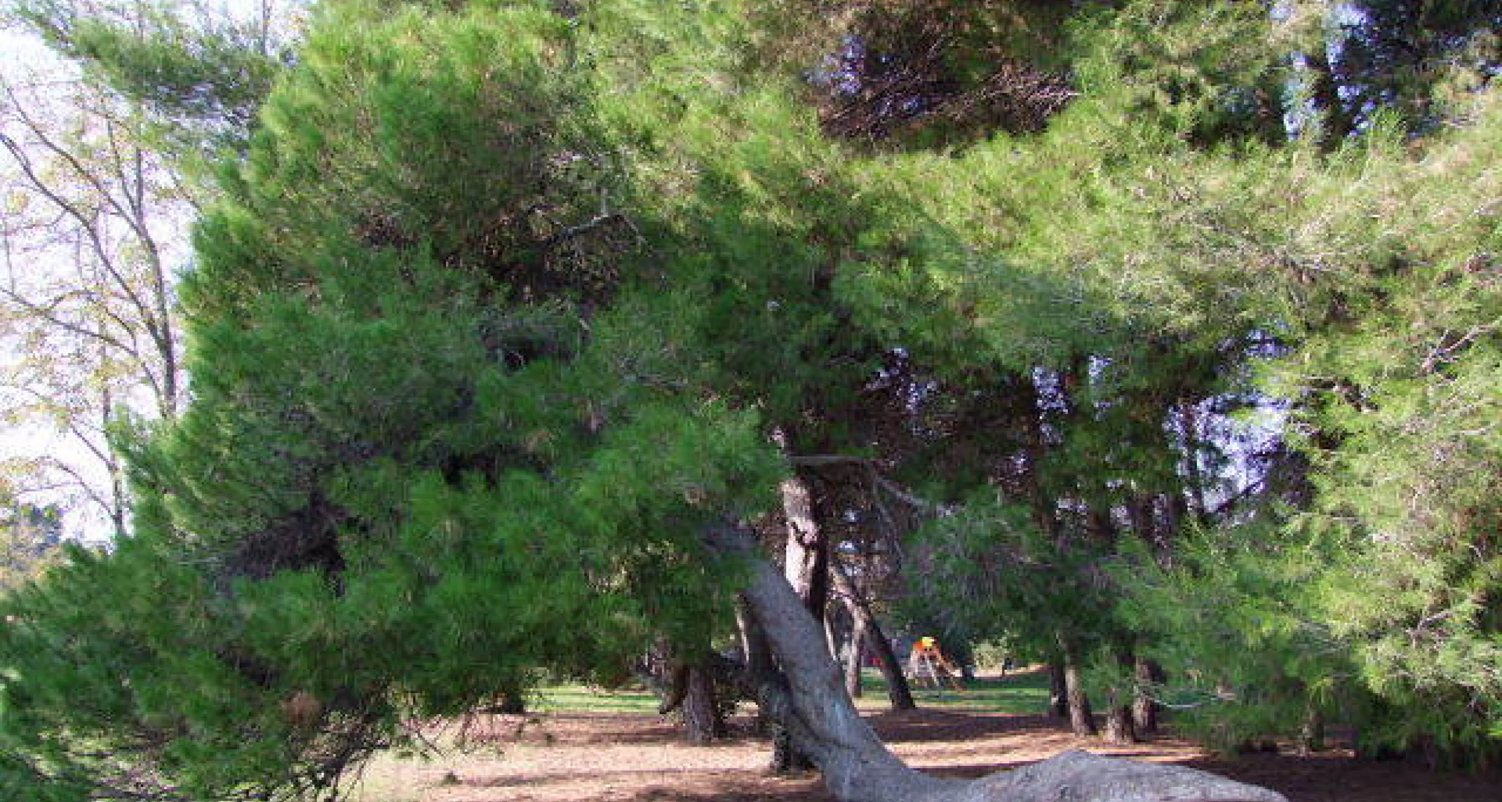 Alberi Monumentali, oltre 5mila gli esemplari tutelati dal Masaf, 82 new entry