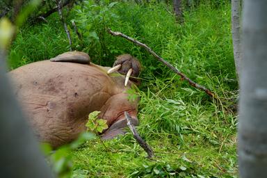 Un tricheco si avventura nelle foreste in Norvegia, 'mai visto nulla di simile'