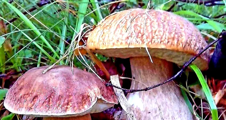 Inizia la stagione dei funghi: il controllo dei micologi solo su prenotazione in Alto Adige