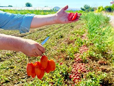 ANSA/Il pomodoro italiano corre in Usa, export verso record