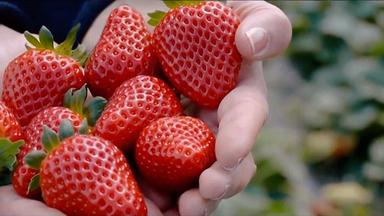 Fragola Basilicata Igp: è realtà il Consorzio di tutela, valorizzazione e promozione