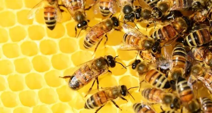 Allarme acaro per le api, Confcooperative chiede piano europeo di prevenzione
