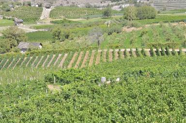 Al via la vendemmia in Valle d'Aosta, si parte dal Müller-Thurgau