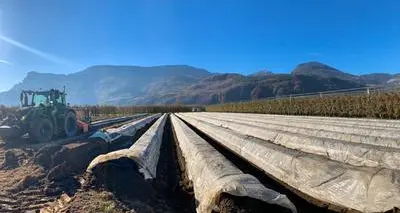 Terlano, è partita la stagione degli asparagi