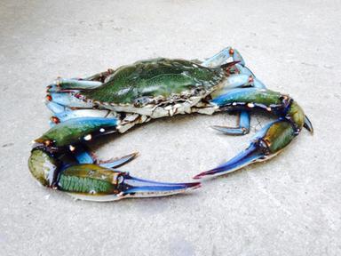 Dal granchio blu una chitina di alta qualità e più sostenibile