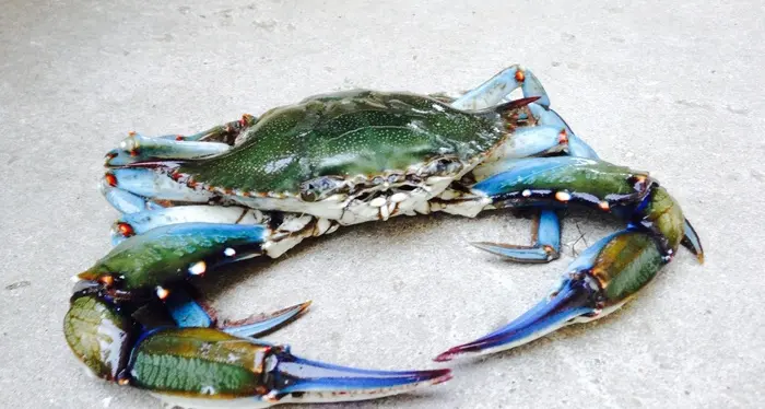 Dal granchio blu una chitina di alta qualità e più sostenibile
