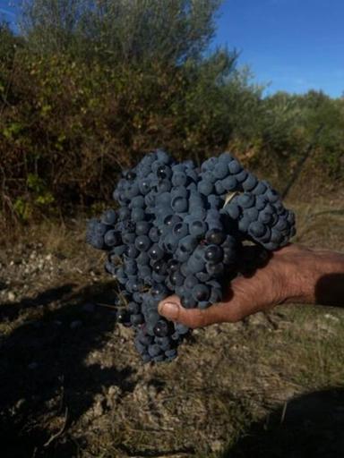 Vinodabere.it, in rete la Guida ai Vini della Sardegna 2027