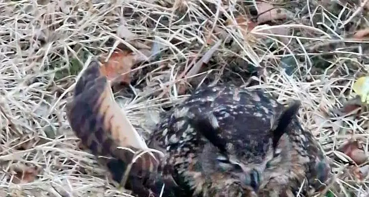 Un gufo reale ormai allo stremo, trovato in un orto e salvato