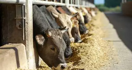 Agricoltori e allevatori altoatesini preoccupati: più costi e meno guadagni