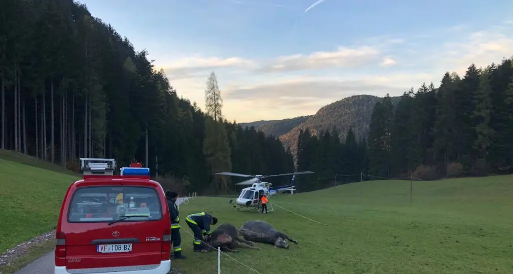 Una mandria di mucche precipita nella gola del Bletterbach