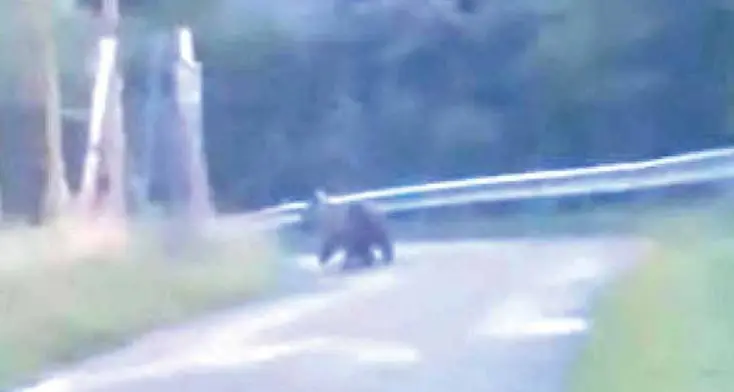 L’orso sulla strada sopra Ciardes: «Adesso non siamo tranquilli»