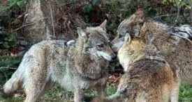 Cane aggredito e portato via da un lupo, la rabbia del padrone: “Si sta perdendo il senso della realtà”