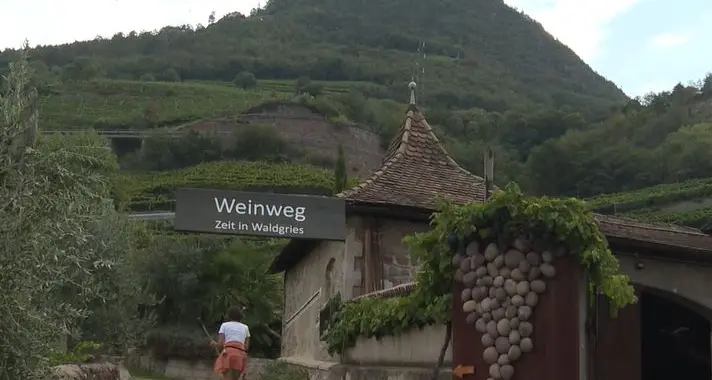 Bolzano-Renon, camminata tra vino e cultura: apre il sentiero Rebe