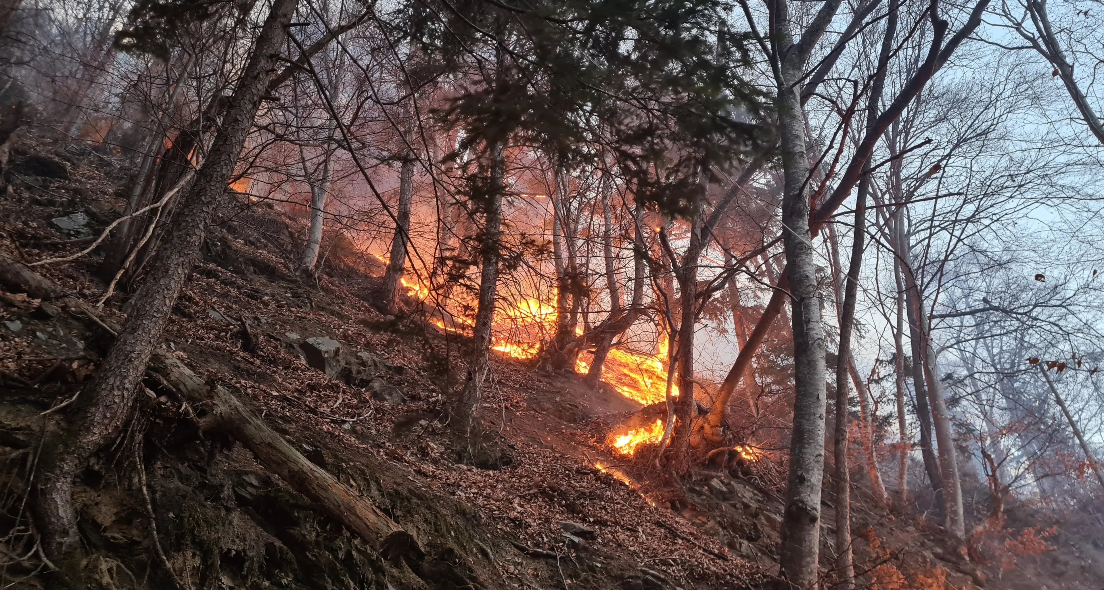 Rischio incendi alto in Alto Adige: vietati fuochi nei boschi