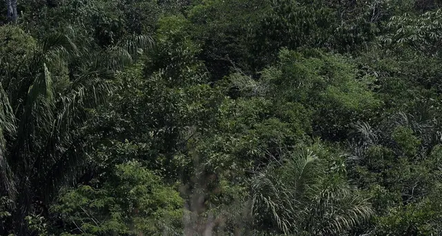 Amazzonia: persi 745 milioni alberi. Ong, 'dati omessi a Cop26'