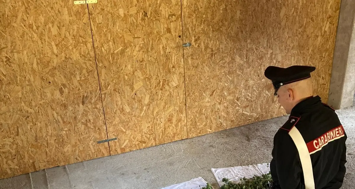 Anterivo, scoperta serra con 5 chili di fiori di cannabis: denunciata la proprietaria