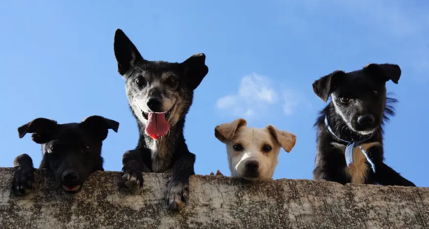 Adozioni, perché è sbagliato scegliere un cane solo se è “di moda”