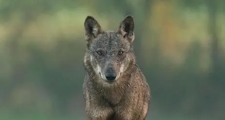 Lupi e orsi “italiani” in Tirolo, confermata anche la presenza di uno sciacallo dorato
