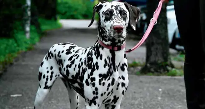 Tassa sul possesso dei cani: la legge divide la giunta
