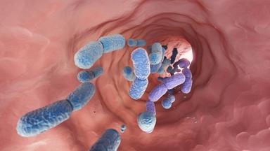 Lo zucchero aggrava i danni degli antibiotici alla salute intestinale
