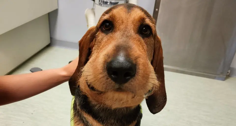 Bolzano, l’allarme dei veterinari: già 5 cani morsi dalle vipere
