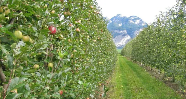 I Verdi: «Dei 300 milioni per l’agricoltura solo 60 hanno un effetto positivo sul clima»