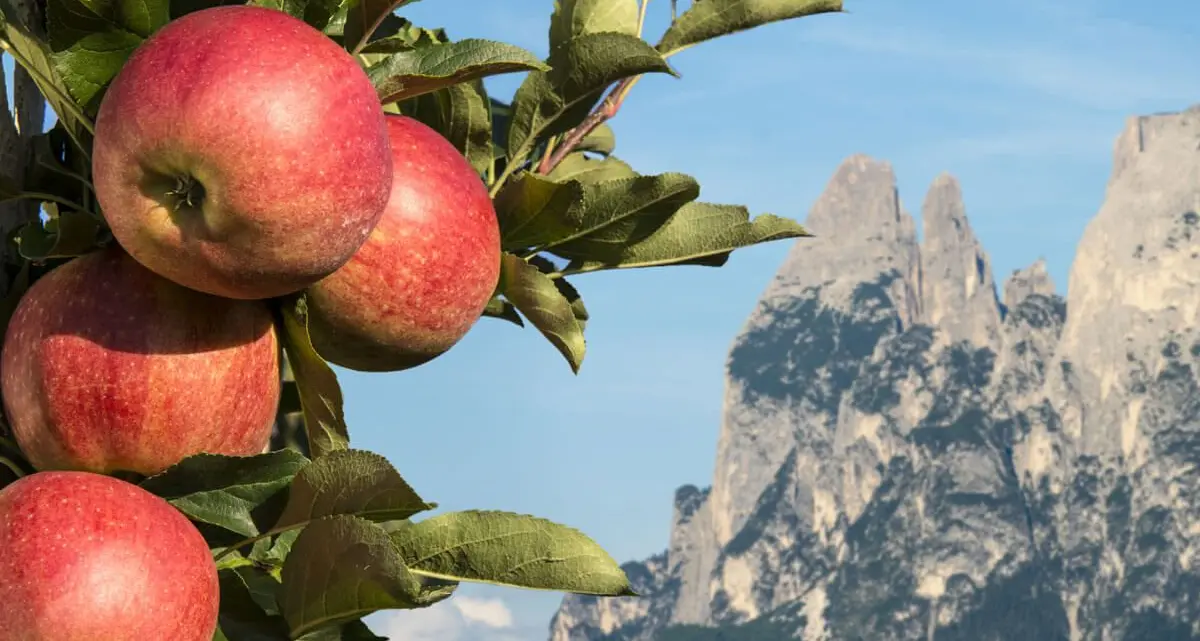 Agricoltura: solo in Alto Adige cresce la produzione delle mele