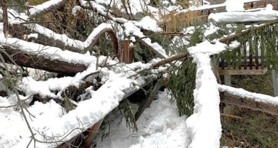 Vaia: raccolto tutto il legname, prolungata l'apertura dei depositi