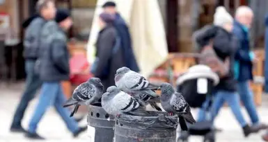 Il Comune: «Eliminiamo 700 piccioni» Rabbia animalista, scatta il dietrofront